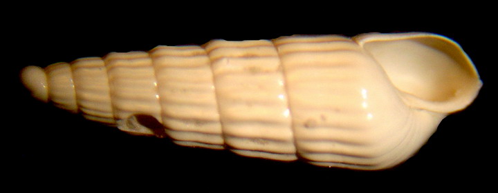 Turbonilla paucistriata